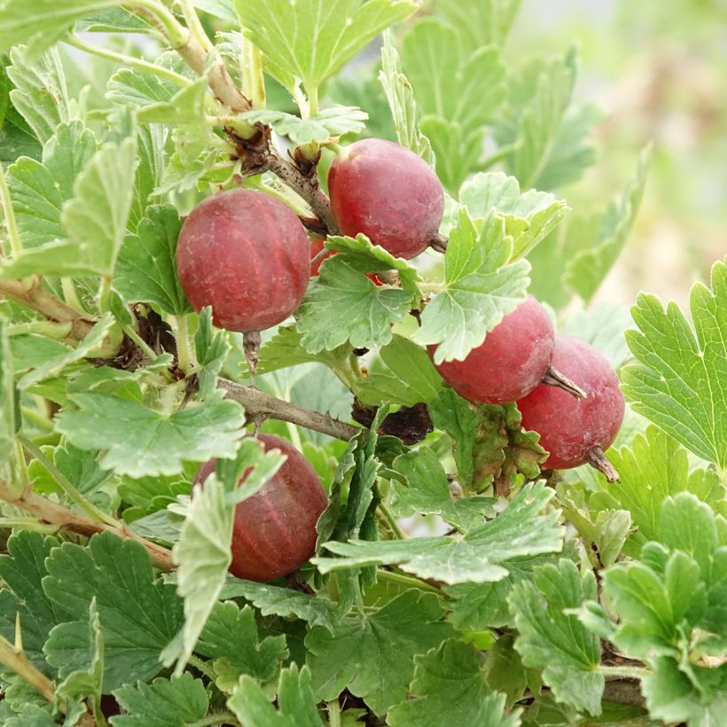 Uva-spina Crispa Darling (Harvest)