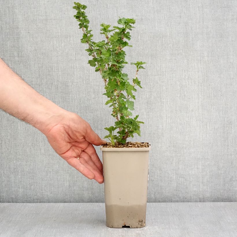 Uva-spina Crispa Greenling Vaso da 1,5L/2L, Multifusto esemplare consegnato in primavera