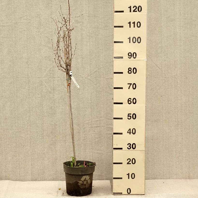Esemplare di Uva-spina Solemio Crispa Vaso da 6L/7L, Vaso impalcato come consegnato in autunno