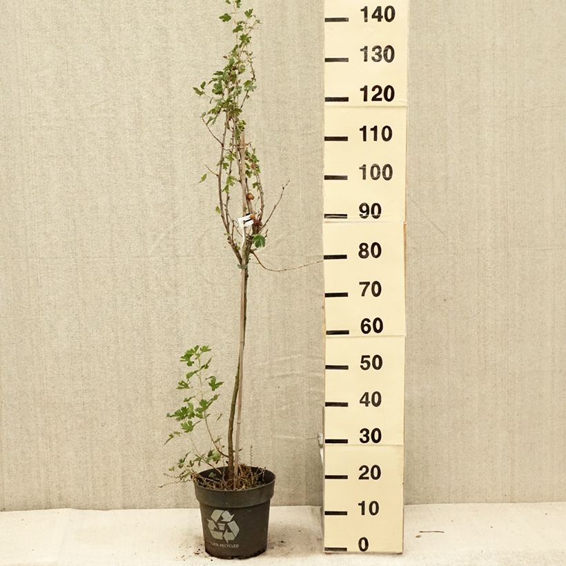 Esemplare di Uva-spina Solemio Crispa Vaso da 6L/7L, Vaso impalcato consegnato in estate