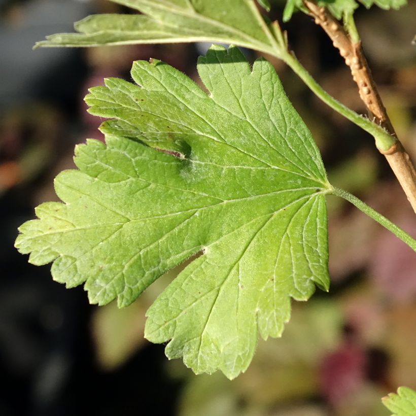 Uva-spina Easycrisp Lady Late (Fogliame)