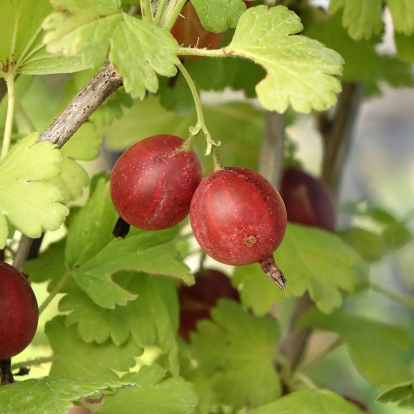 Uva-spina Easycrisp Lady Late (Raccolta)