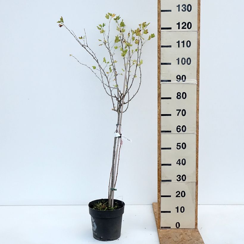 Esemplare di Uva-spina Easycrisp Lady Late Vaso da 6L/7L, Vaso impalcato come consegnato in autunno