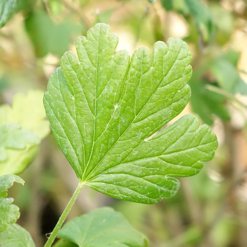 Uva-spina Easycrisp Mme Sansouci (Fogliame)