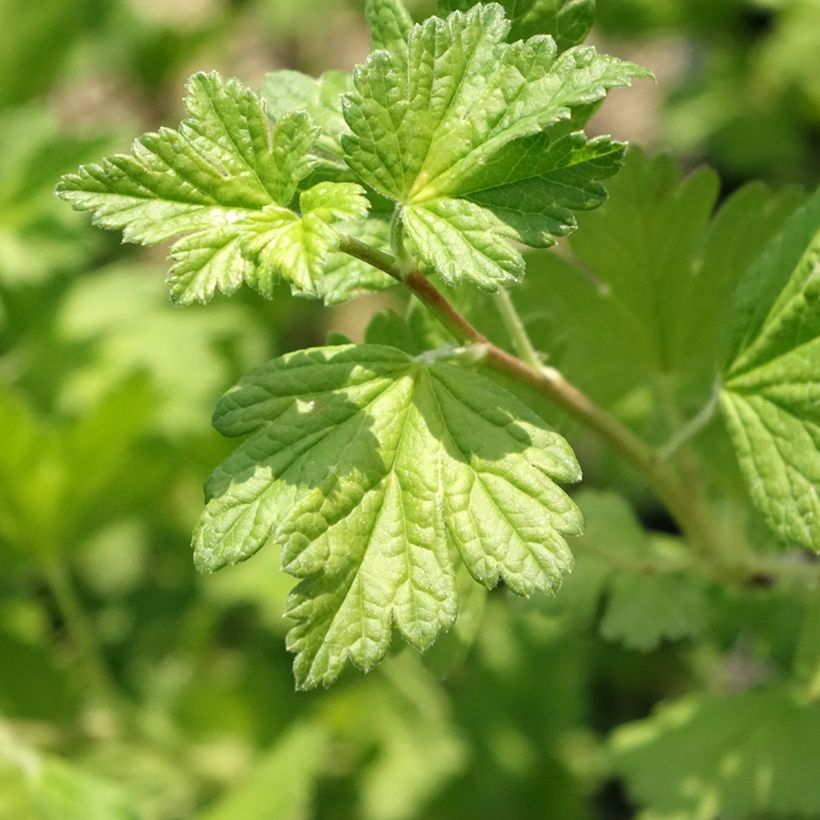 Uva-spina Freedonia (Fogliame)