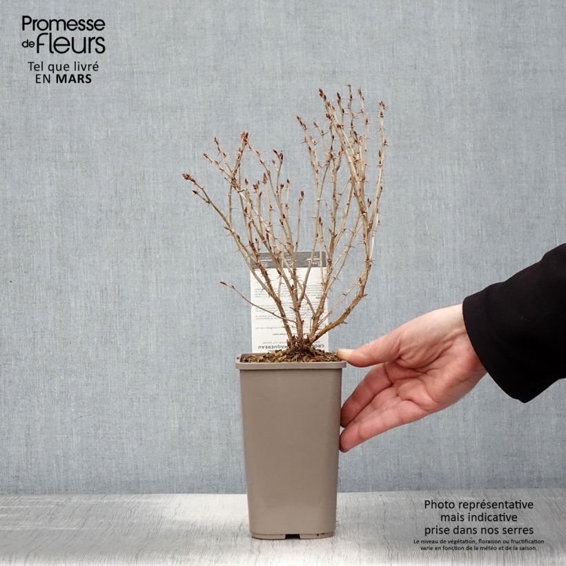 Uva-spina Hinnonmäki Gul 'Hinnonmäen Keltainen' Vaso da 1,5L/2L esemplare consegnato in primavera