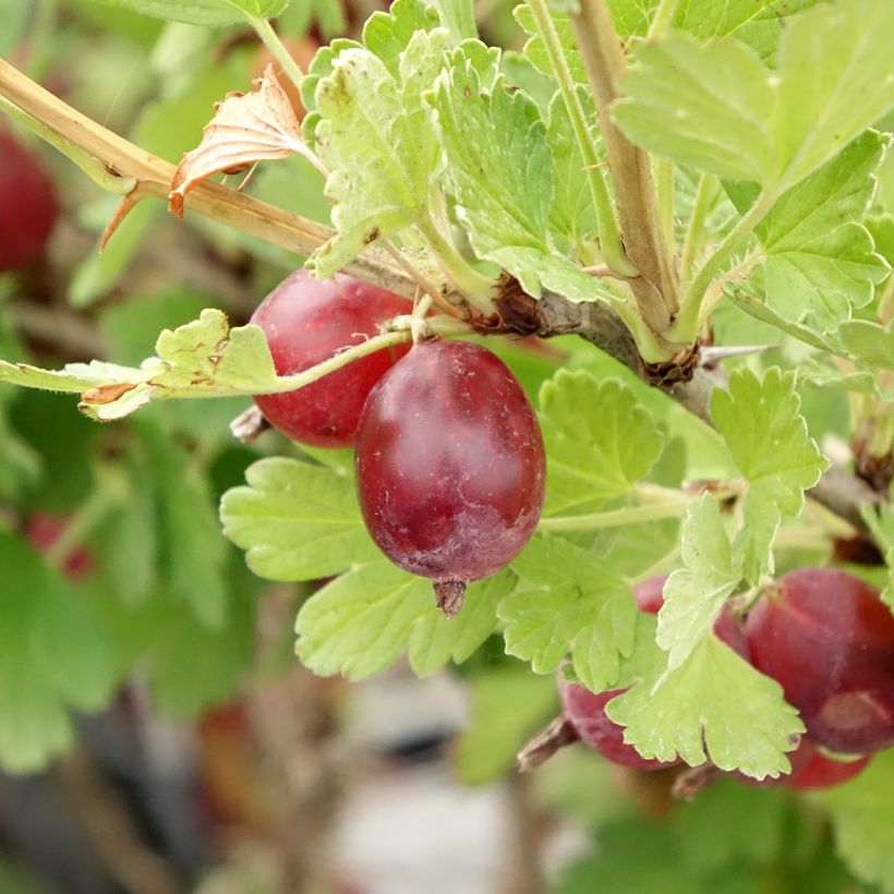 Uva-spina Hinnönmaki Röd (Raccolta)