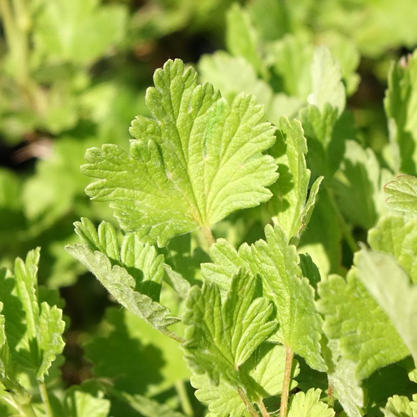Uva-spina Hinnonmäki Grün (Foliage)