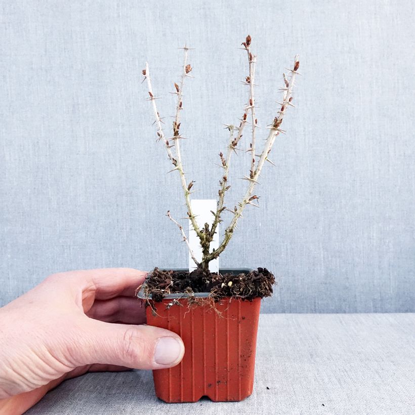 Groseillier à maquereaux Hinnonmaki vert Godet de 8/9 cm esemplare consegnato in inverno