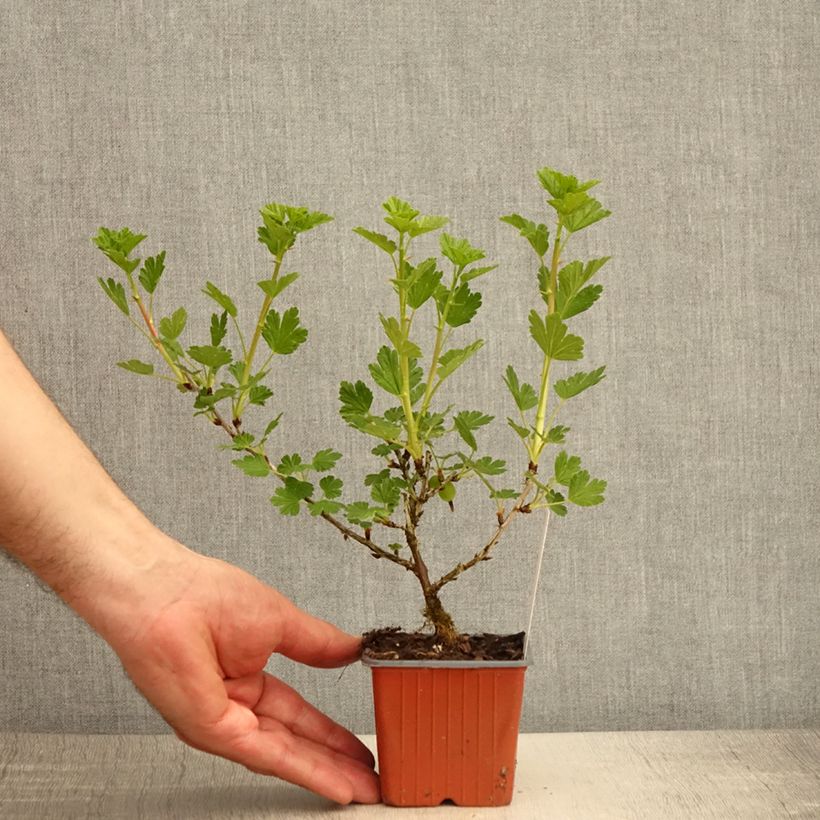 Example of Uva-spina Hinnonmäki Grün Vasetto da 8/9 cm as you get in printemps