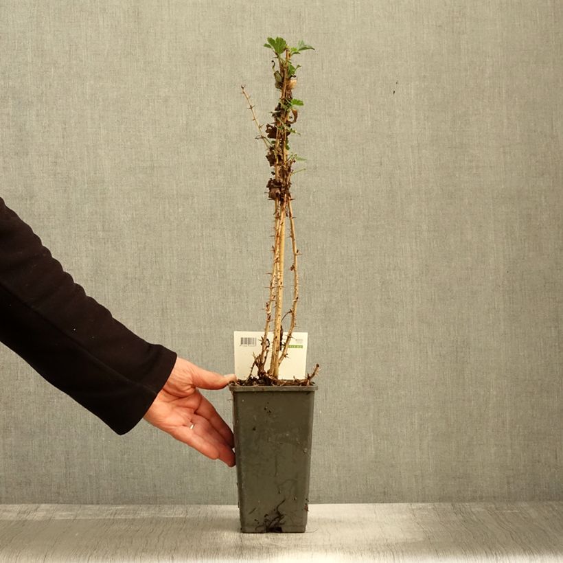 Esemplare di Groseillier à maquereaux Tatjana - Ribes uva-crispa Pot de 1,5L/2L, Touffe come consegnato in autunno