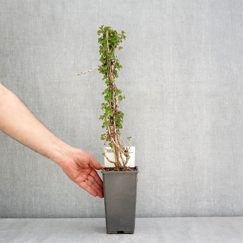 Uva-spina Tatjana Vaso da 1,5L/2L, Multifusto esemplare consegnato in primavera