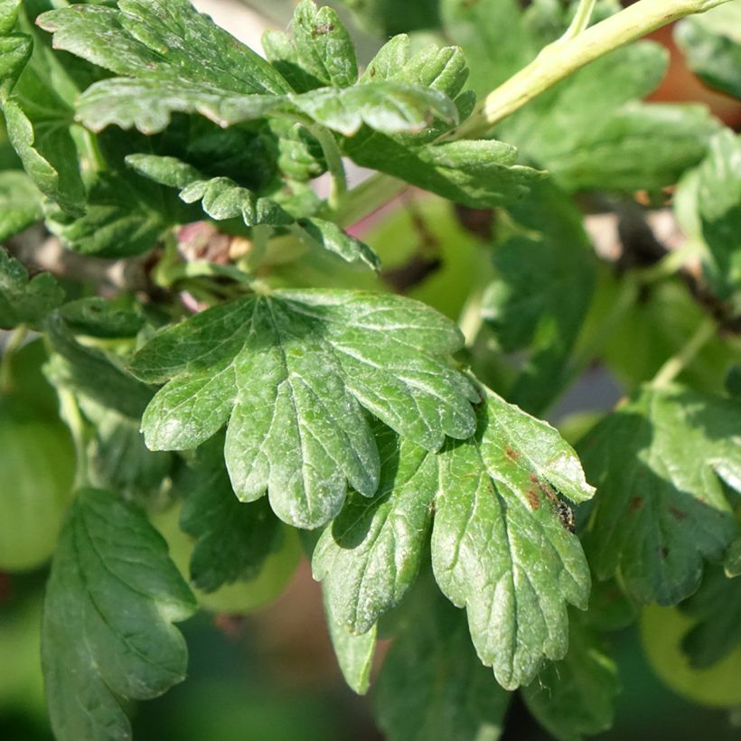 Uva-spina Tatjana (Fogliame)