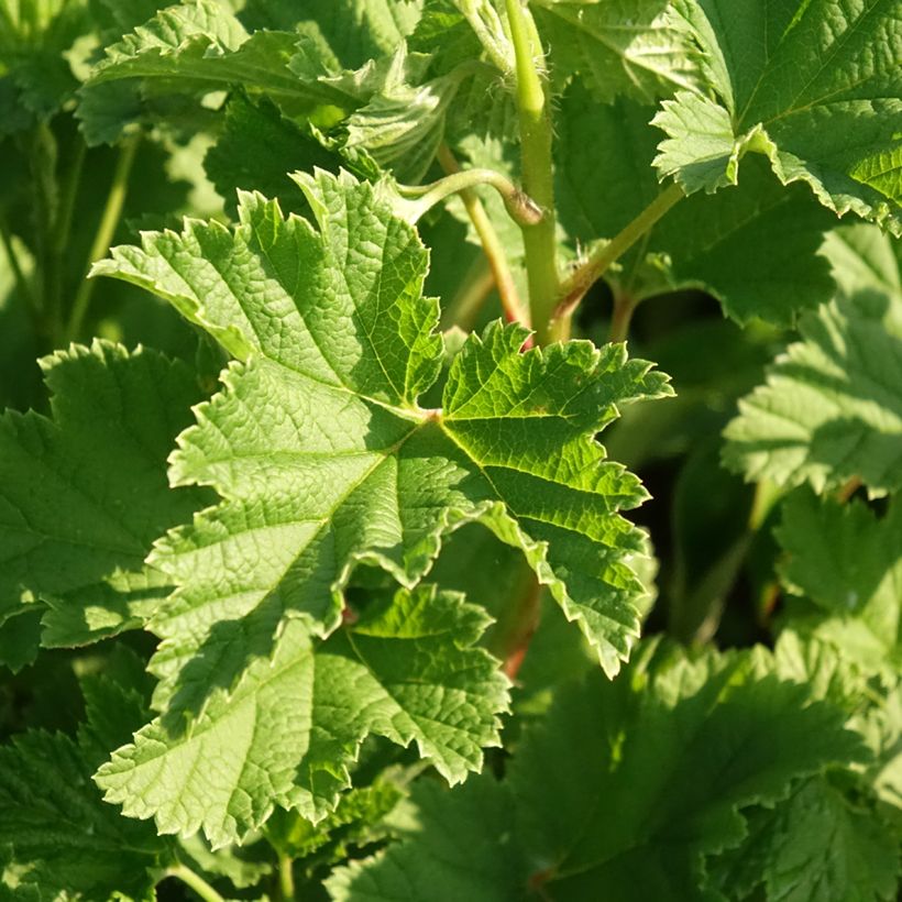 Ribes rosso Red Lake Améliorée (Foliage)