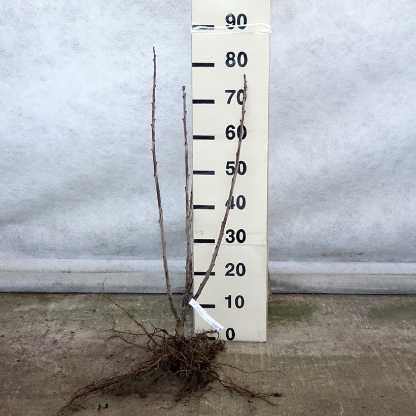 Example of Ribes rosso Red Lake Améliorée Piante piccole a radice nuda, A cespuglio as you get in hiver