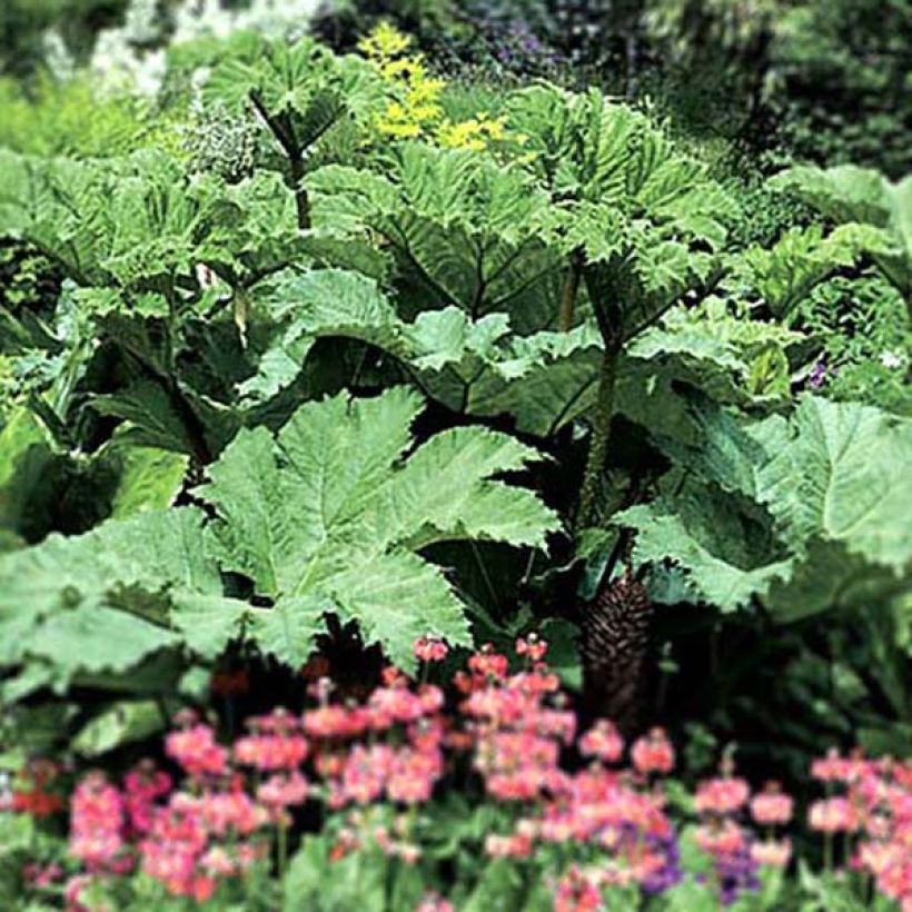 Gunnera manicata - Rabarbaro gigante del Brasile (Plant habit)
