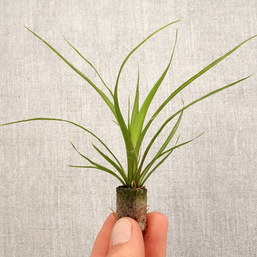 Example of Guzmania Alerta mini-pianta as you get in printemps