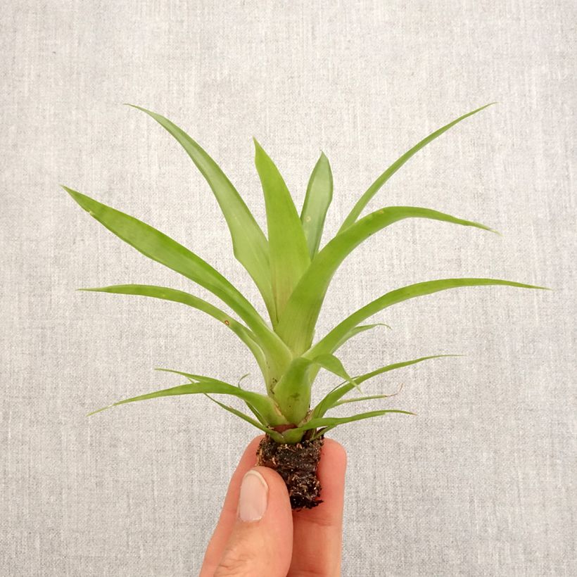 Example of Guzmania Flava mini-pianta as you get in printemps