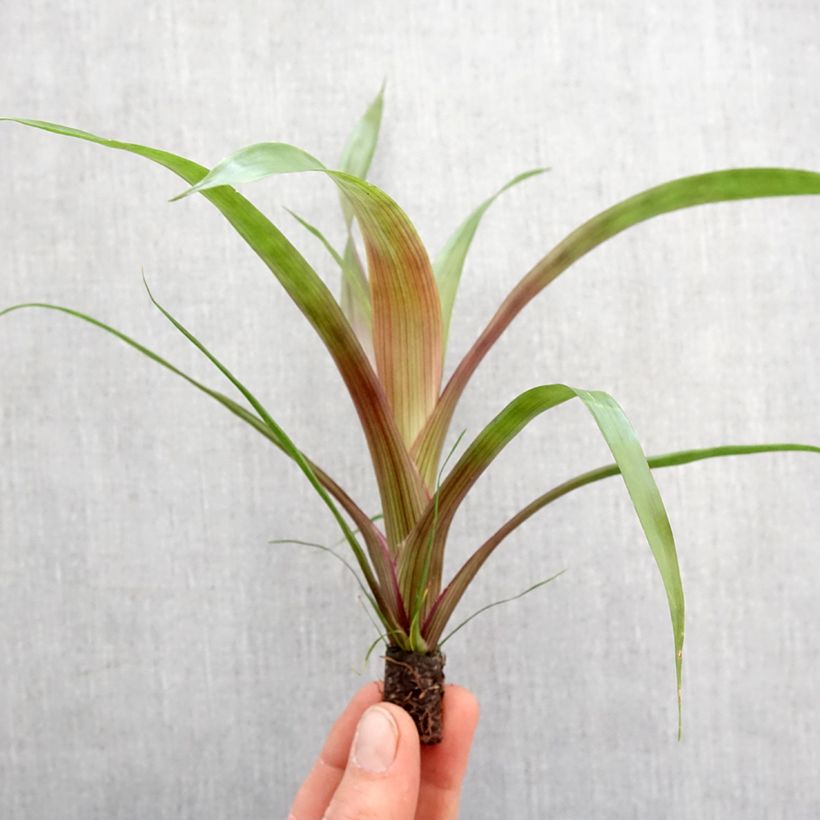 Example of Guzmania Limones mini-pianta as you get in printemps