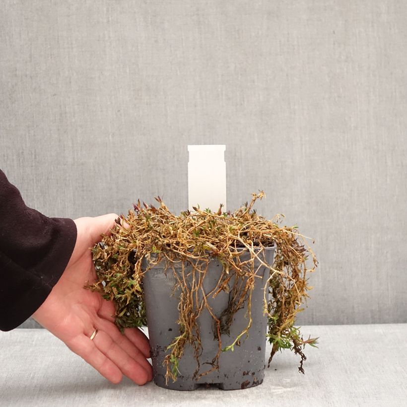 Example of Gypsophila repens Rosa Schönheit Vaso da 2L/3L as you get in hiver