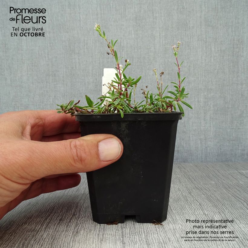 Esemplare di Gypsophila repens Alba Vasetto da 8/9 cm come consegnato in autunno