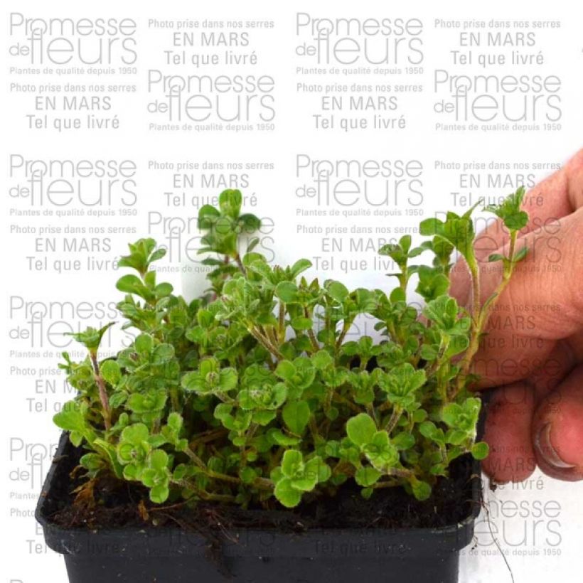 Esempio di esemplare Gypsophila cerastioides Vasetto da 8/9 cm come consegnato