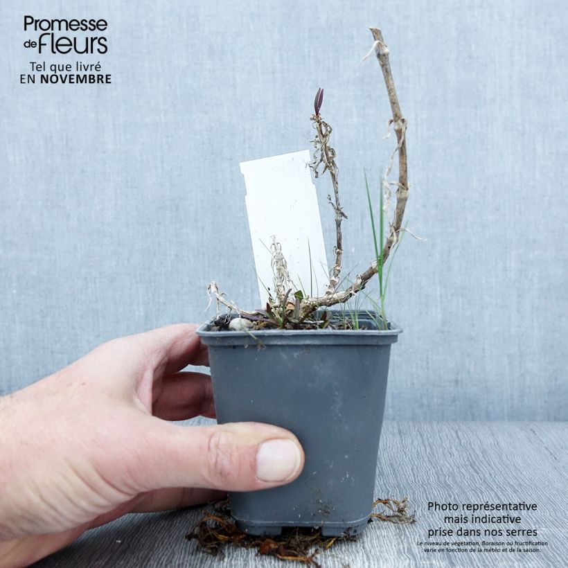 Esemplare di Gypsophila pacifica Vasetto da 8/9 cm come consegnato in autunno