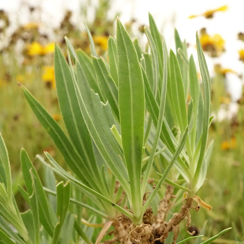 Gypsophila pacifica (Foliage)