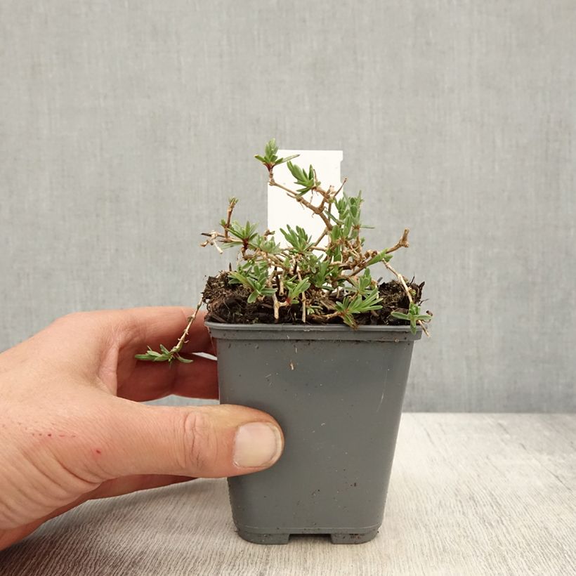 Example of Gypsophila repens White Angel Vasetto da 8/9 cm as you get in printemps