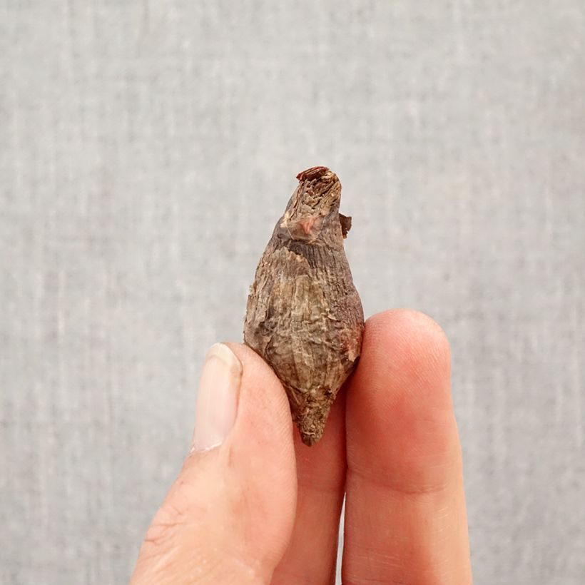 Habranthus robustus Bulbo taglia 6+ esemplare consegnato in primavera