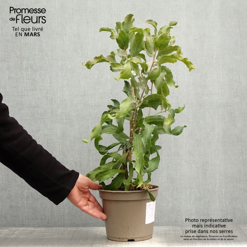 Example of Hakea victoria Vaso da 4L/5L as you get in printemps