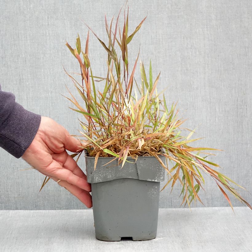 Esemplare di Hakonechloa macra Beni-Kaze - Erba della foresta giapponese Vaso da 1L/1,5L come consegnato in autunno