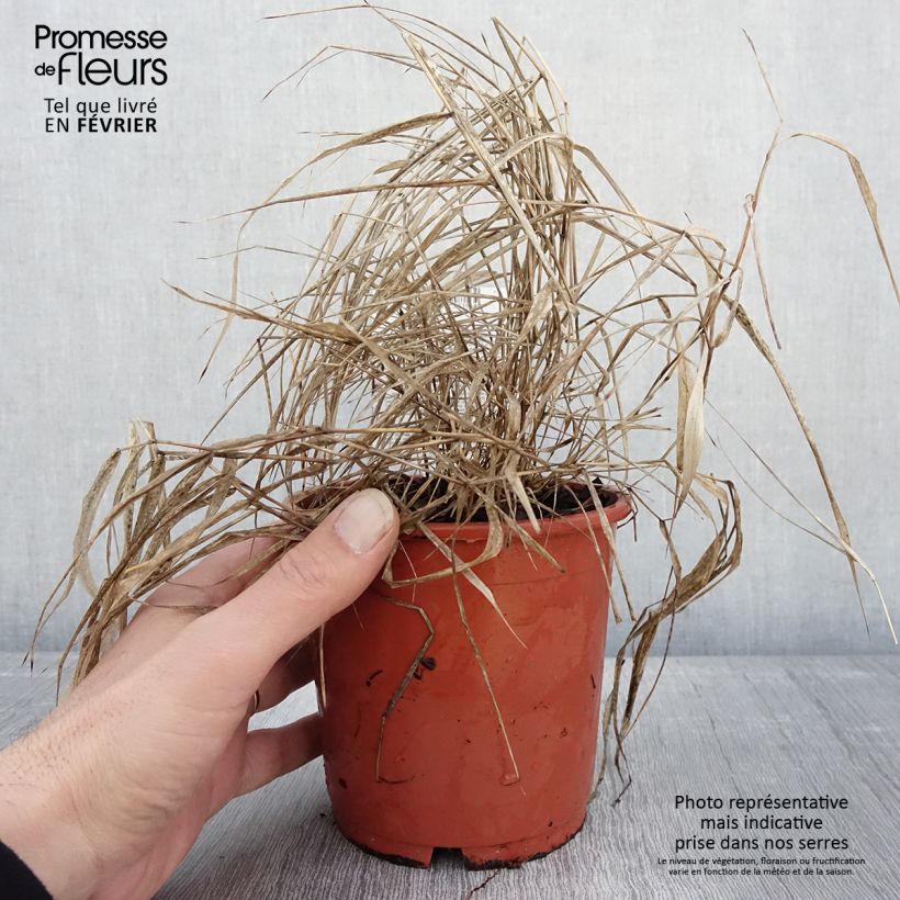 Hakonechloa macra Beni-Kaze - Herbe du Japon Pot de 1L/1,5L esemplare consegnato in inverno