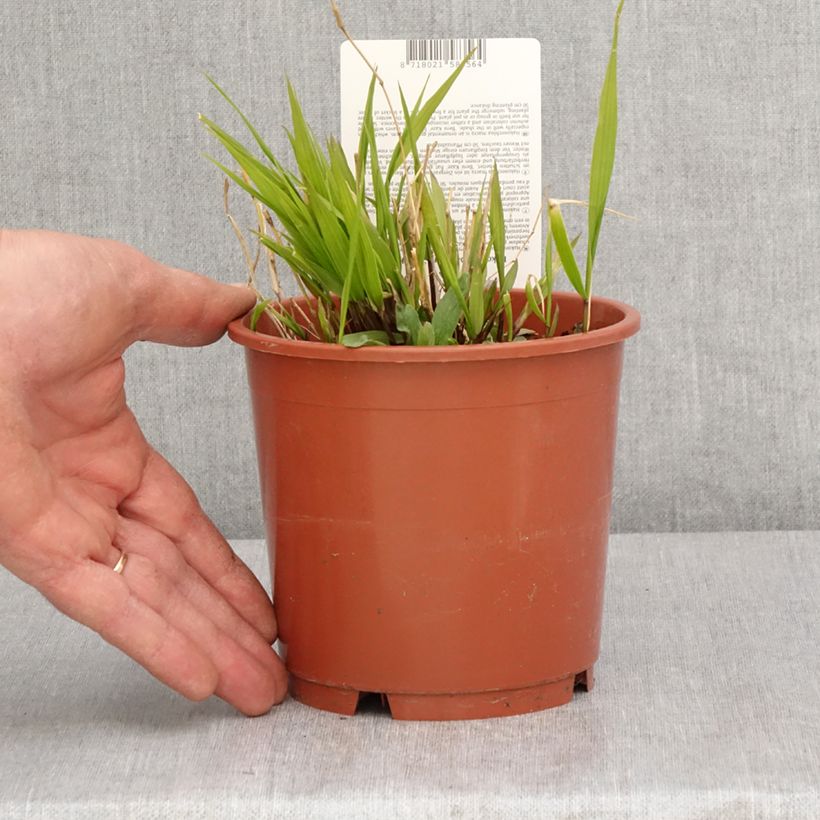 Example of Hakonechloa macra Beni-Kaze - Erba della foresta giapponese Vaso da 1L/1,5L as you get in printemps
