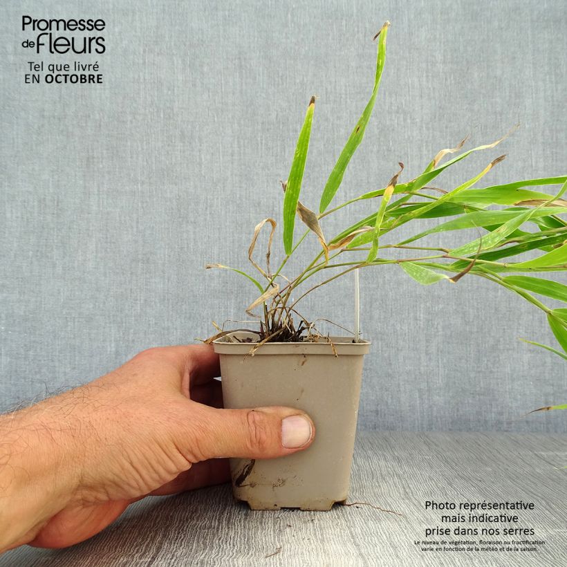 Esemplare di Hakonechloa macra Sunflare - Erba della foresta giapponese Vasetto da 8/9 cm come consegnato in autunno