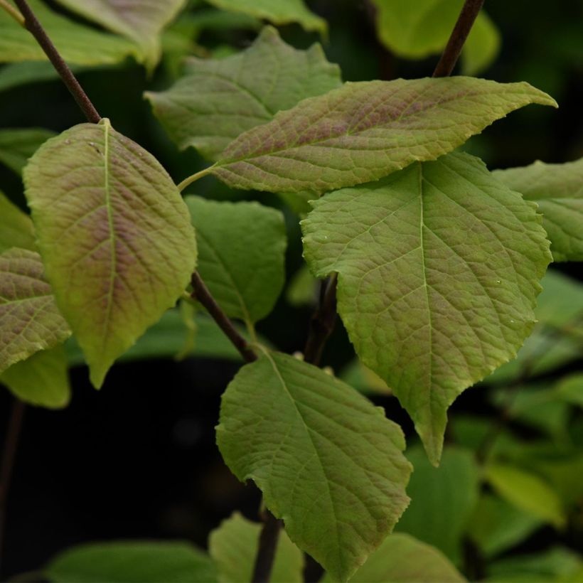 Halesia carolina (Fogliame)