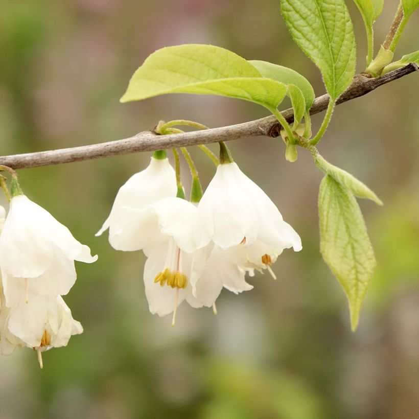 Halesia carolina (Fioritura)