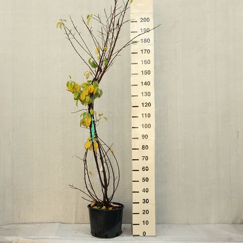 Esemplare di Halesia carolina Vaso da 18L/20L come consegnato in autunno