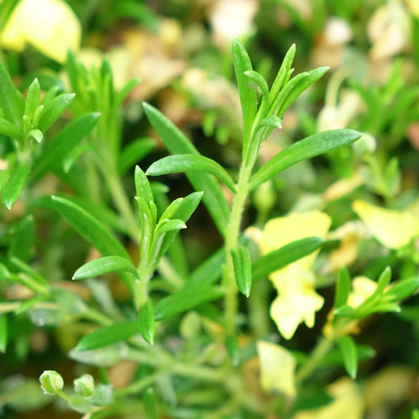 Halimium libanotis April Sun (Foliage)