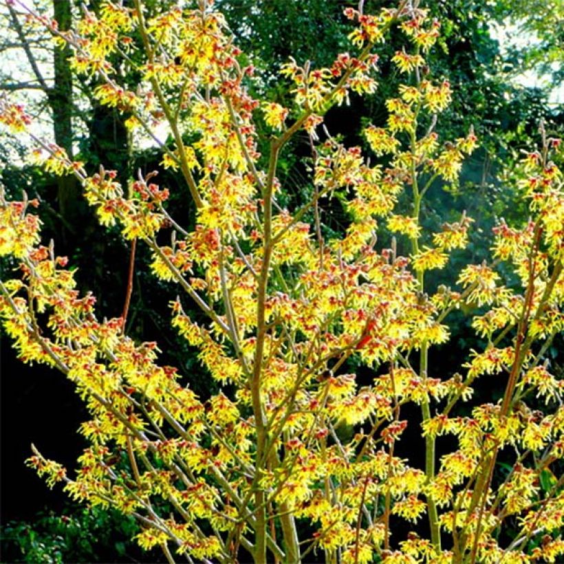 Hamamelis intermedia Arnold Promise - Amamelide (Plant habit)