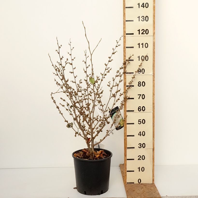 Esemplare di Hamamelis intermedia Arnold Promise - Amamelide Vaso da 18L/20L come consegnato in autunno