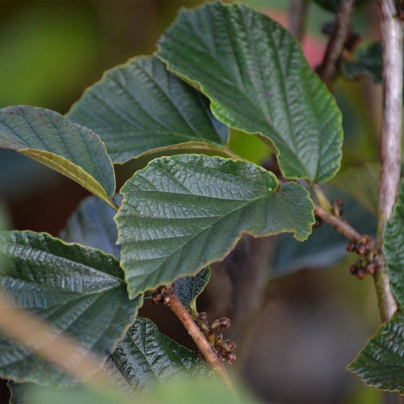 Hamamelis intermedia Ruby Glow - Amamelide (Foliage)