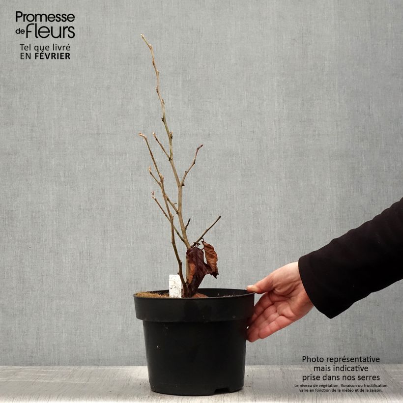 Example of Hamamelis vernalis Amethyst - Amamelide Vaso da 7,5L/10L as you get in hiver