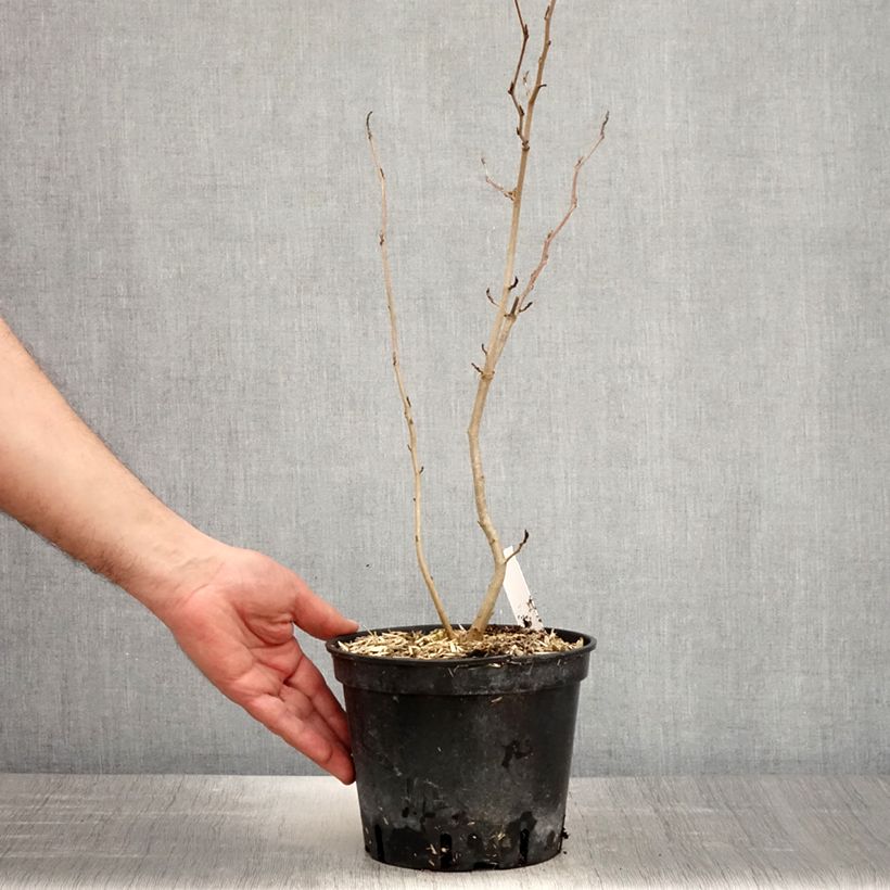 Example of Hamamelis virginiana - Amamelide Vaso da 3L/4L as you get in printemps