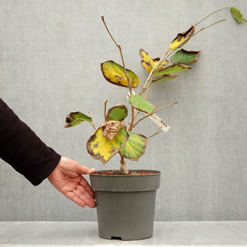 Esemplare di Hamamelis intermedia Aphrodite - Amamelide Vaso da 3L/4L come consegnato in autunno