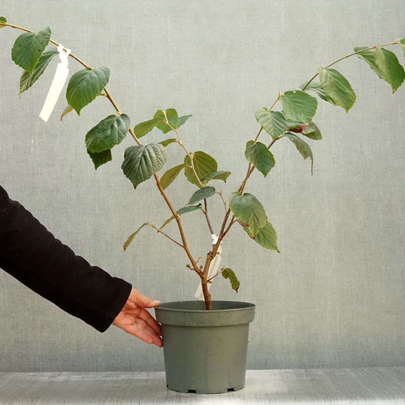Esemplare di Hamamelis intermedia Barmstedt Gold - Amamelide Vaso da 4L/5L come consegnato in autunno