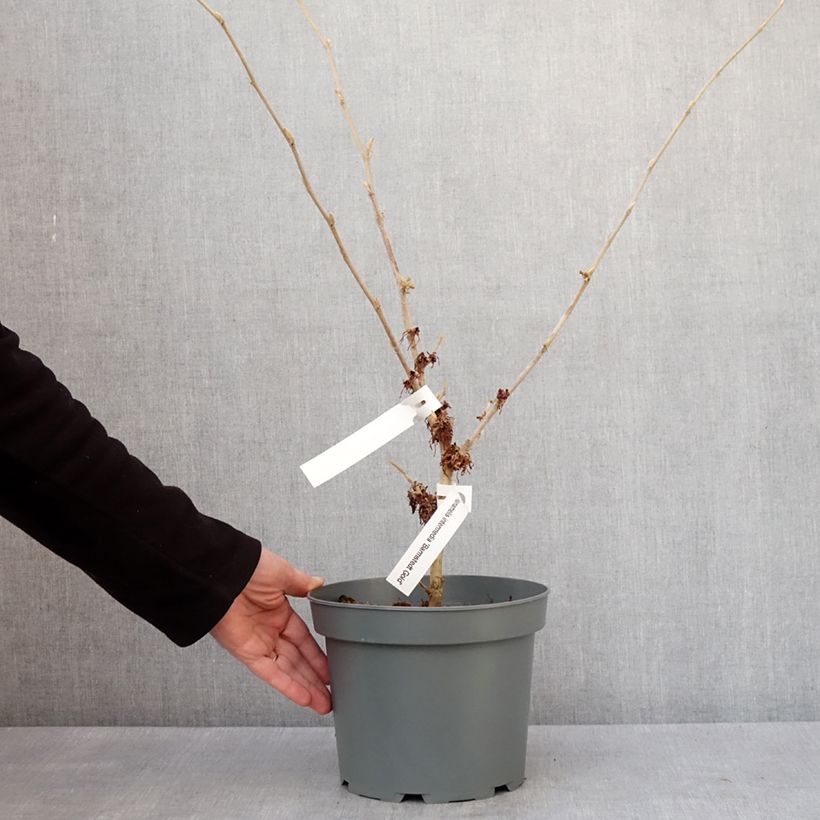 Hamamelis intermedia Barmstedt Gold - Amamelide Vaso da 4L/5L esemplare consegnato in inverno