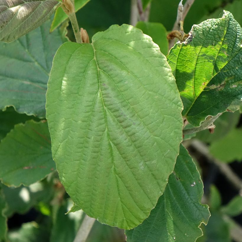Hamamelis intermedia Feuerzauber - Amamelide (Fogliame)