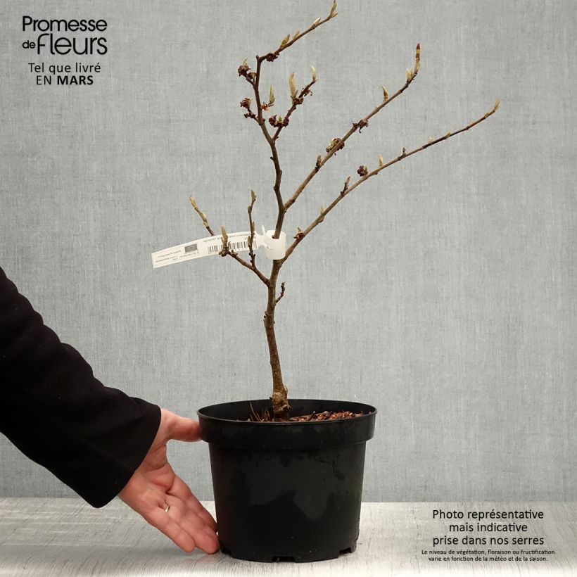 Hamamelis intermedia Orange Beauty - Amamelide Vaso da 3L/4L esemplare consegnato in primavera