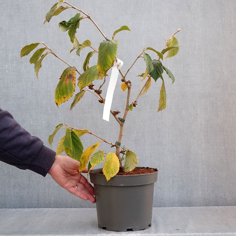 Esemplare di Hamamelis intermedia Orange Peel - Amamelide Vaso da 3L/4L come consegnato in autunno